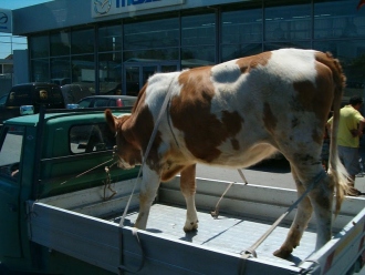 Albania (2010). foto: Andrzej Wodziński