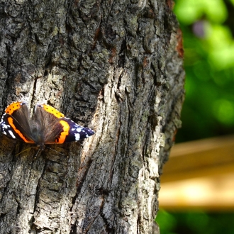 Motyl