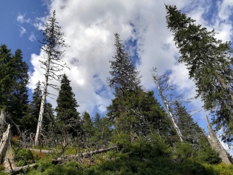 Babia Góra (sierpień 2019), foto: Andrzej Wodziński
